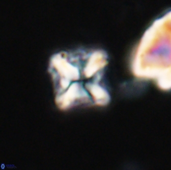 Bowmania hawkerae 14794