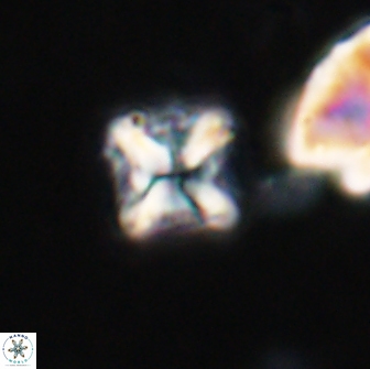 Bowmania hawkerae 14794