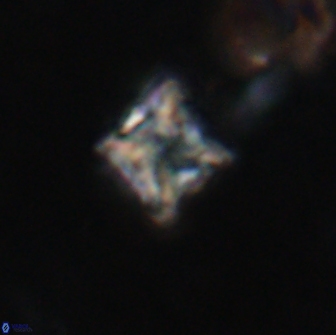 Bowmania hawkerae 14795