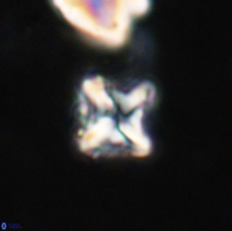 Bowmania hawkerae 14798