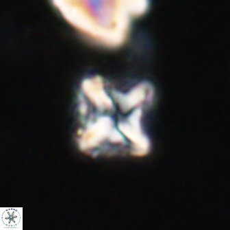 Bowmania hawkerae 14798