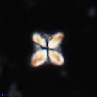 Bowmania hawkerae 14881