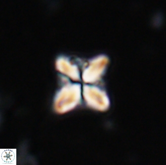 Bowmania hawkerae 14881