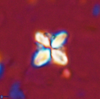 Bowmania hawkerae 14882