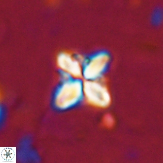 Bowmania hawkerae 14882