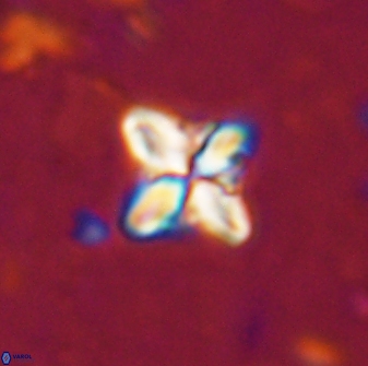 Bowmania hawkerae 14883