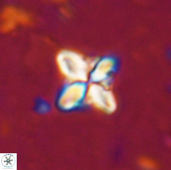 Bowmania hawkerae 14883