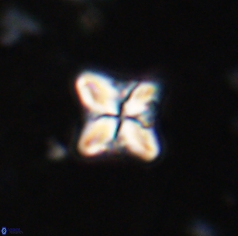 Bowmania hawkerae 14884