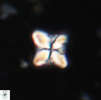 Bowmania hawkerae 14884