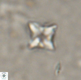 Bowmania hawkerae 14885