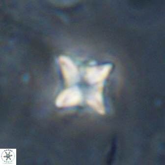 Bowmania hawkerae 14887