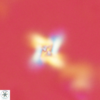 Bowmania prinsii VR 24094