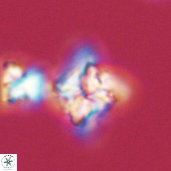 Bowmania swastica 42757