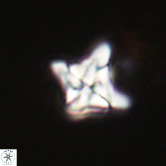 Bowmania swastica VR 22419