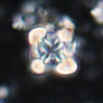 Bowmania svabenickae 14046
