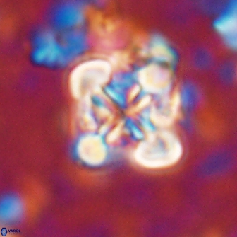 Bowmania svabenickae 14047