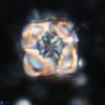 Bowmania svabenickae 14006