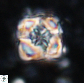 Bowmania svabenickae 14006