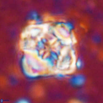 Bowmania svabenickae 14007