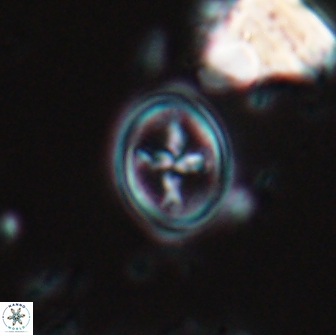 Bownia bilenii 17560