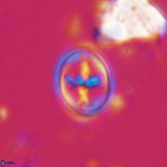 Bownia bilenii 17561