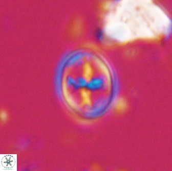 Bownia bilenii 17561