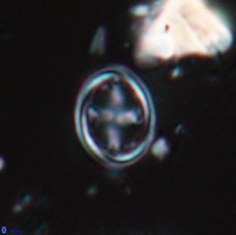 Bownia bilenii 17562