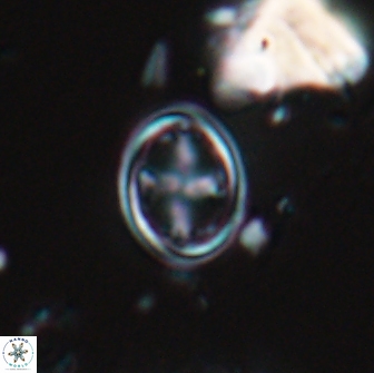 Bownia bilenii 17562