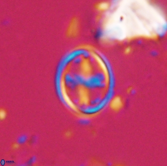 Bownia bilenii 17563