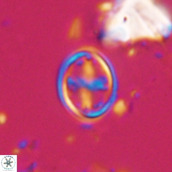Bownia bilenii 17563