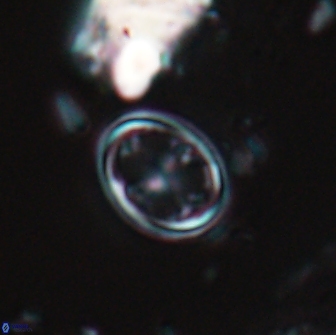 Bownia bilenii 17564