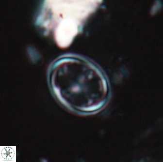 Bownia bilenii 17564