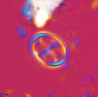 Bownia bilenii 17565