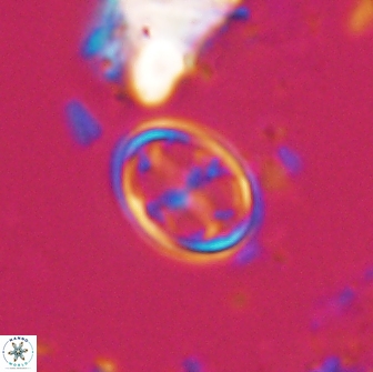 Bownia bilenii 17565