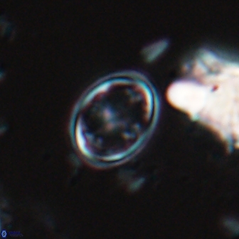 Bownia bilenii 17566