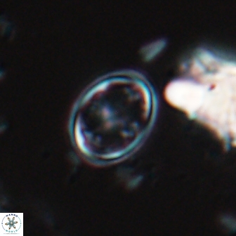 Bownia bilenii 17566