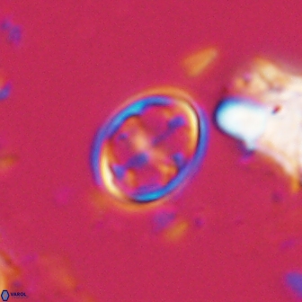 Bownia bilenii 17567