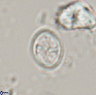 Bownia bilenii 17568