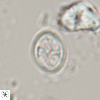 Bownia bilenii 17568