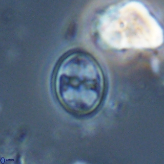 Bownia bilenii 17569