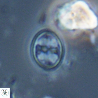 Bownia bilenii 17569