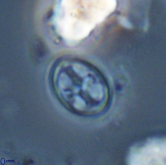 Bownia bilenii 17570