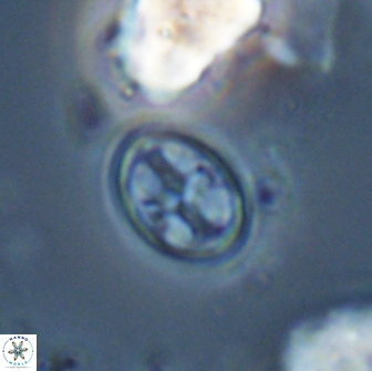 Bownia bilenii 17570