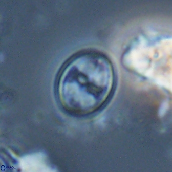 Bownia bilenii 17571