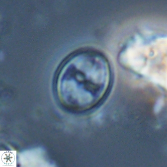 Bownia bilenii 17571