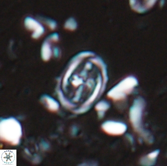 Bownia bilenii 17503