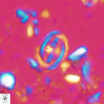 Bownia bilenii 17504