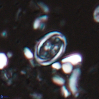 Bownia bilenii 17505