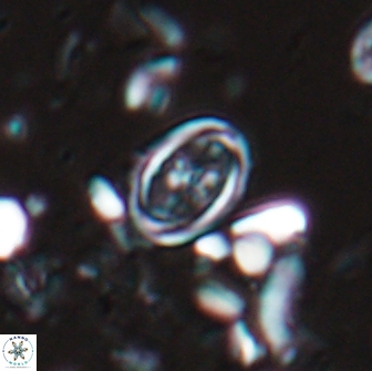 Bownia bilenii 17505