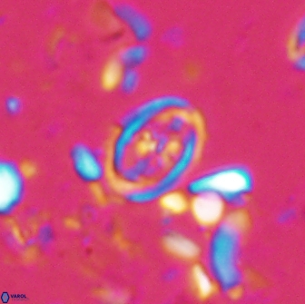 Bownia bilenii 17506